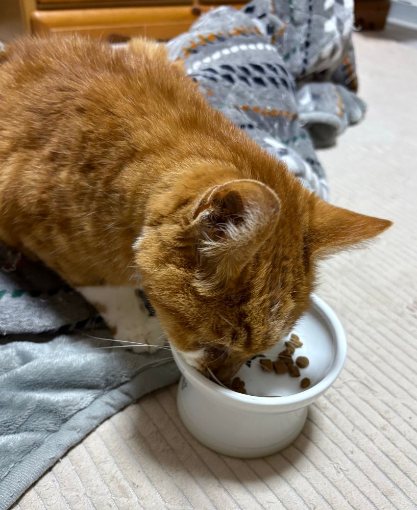 メシ食って元気にゃ！