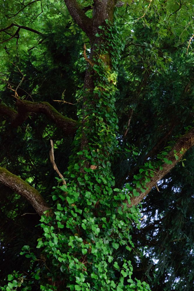 A vertical picture of a tree covered in vines. Visually, the trunk seems to arch slightly from the bottom of the picture to the top. A few sunny spots dot the vines.
There's a lot of green in this picture, contrasted by the few visible areas of brown bark on the trunk and branches not covered in vines.