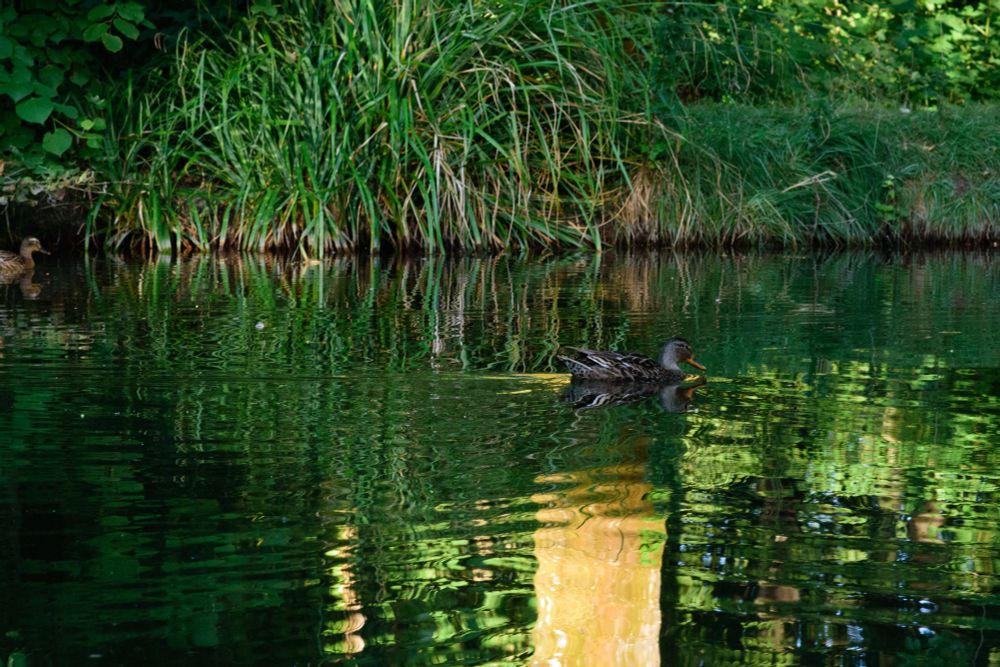 A duck in water, seen from the side. The water takes up 2/3rd of the image, with the shore meeting the water at a dark brown line on the top third.
The shore and brightly-lit trees reflect in the water.