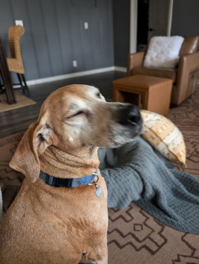Tan dog. Blue collar. Sitting with eyes closed.