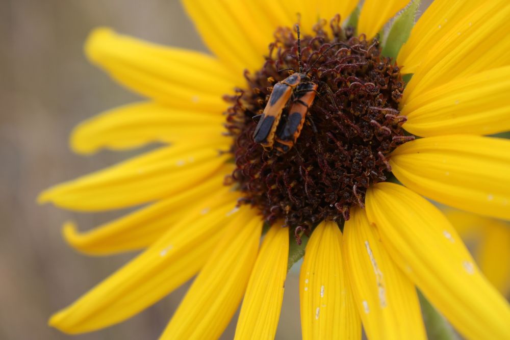 Two bugs sharing a gentle embrace on a flower 
