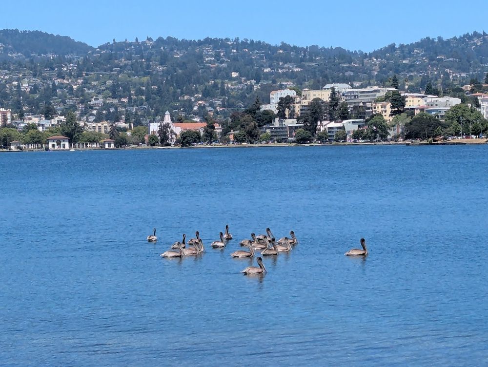 a dozen or so brown pelicans swimming on a nice lake