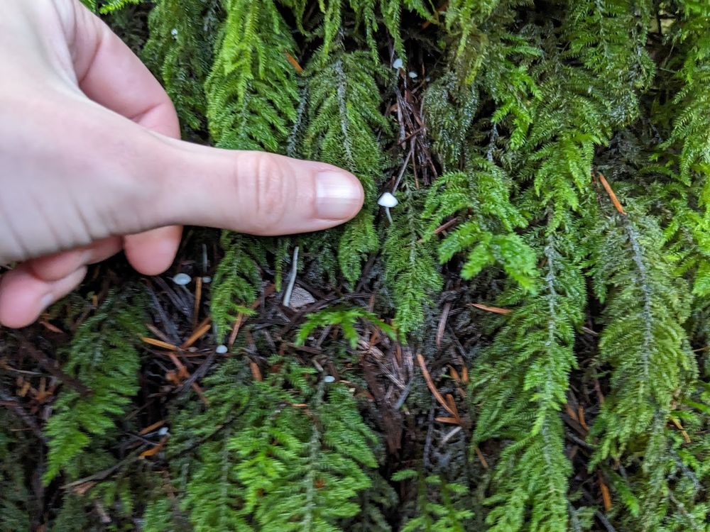 my thumb pointing to a tiny white mushroom, just a few millimeters wide, growing on a tree covered in long, feathery moss