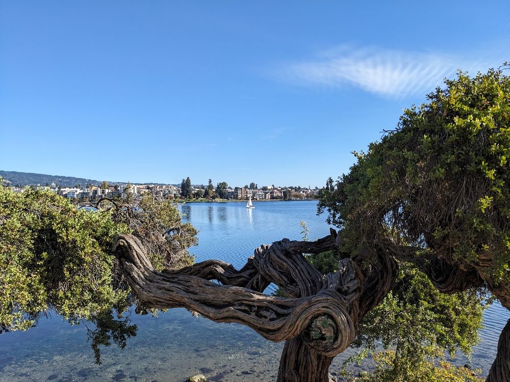 an urban lake, a cool bonsai looking tree, and a sailboat