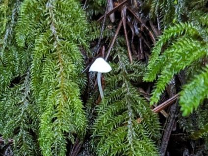 zoom in on the mushroom. it almost appears internally illuminated