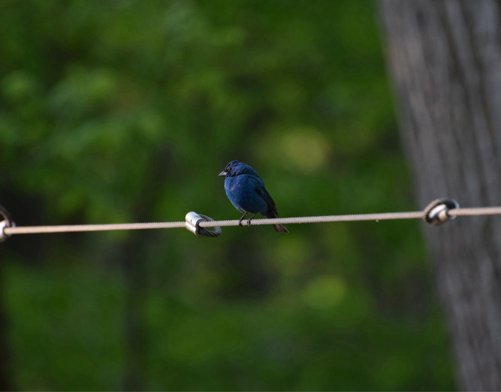 Indigo Bunting perched on a wire looking into the morning sun.