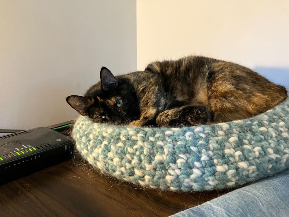A tortie cat curled in a blue-and-white wool bed peers toward the camera. She has a mostly black face with a few orange accents, including a kissing spot on her forehead, and greenish eyes. Just before this photo was taken, her least-favorite fellow feline came too close to her personal space, hence the baleful gaze. She refrained from spiciness, though!