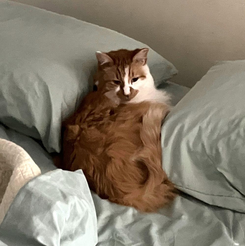 Silky soft orange and white cat nestled between two pillows on a bed, head turned in general direction of the camera. This sweet boy sleeps next to his person's shoulder much of the night.