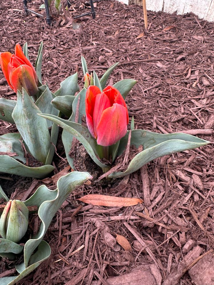 red-orange tulip emerging from ground