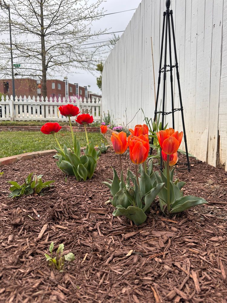 A raised bed with red and orange tulips