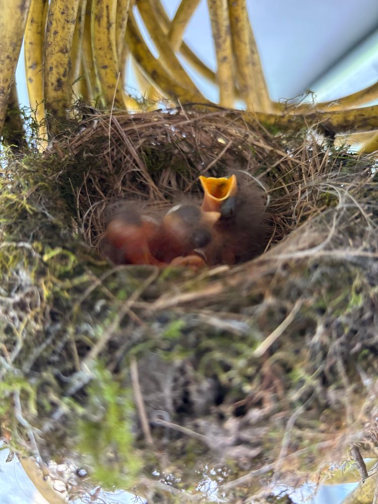 Baby bird in nest made over orange extension cord. 