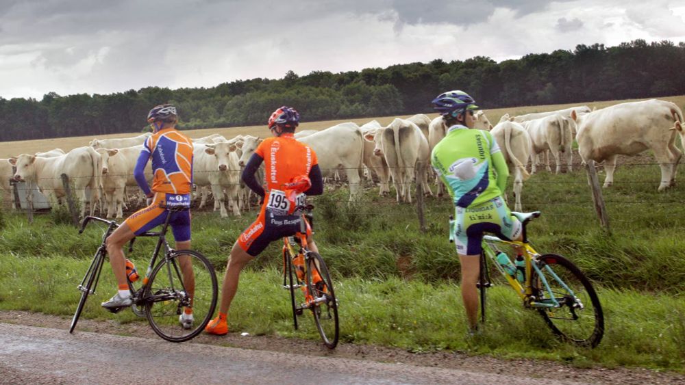 3 cyclistes font pipi devant des vaches !