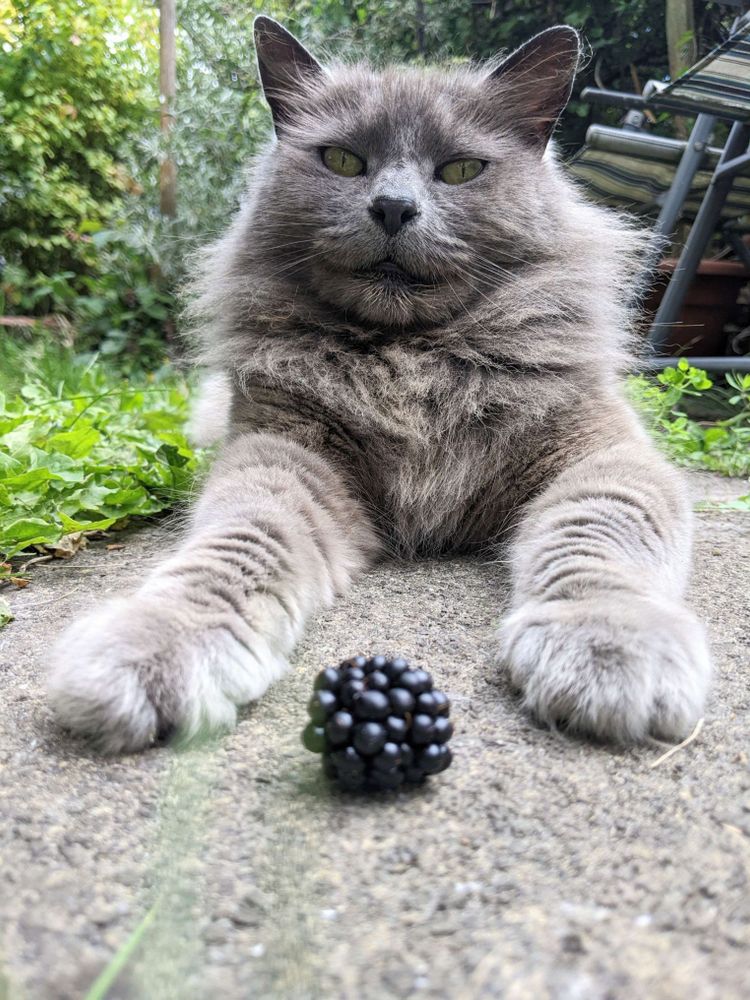 A fluffy grey cat lying in a garden with a blackberry between her paws.