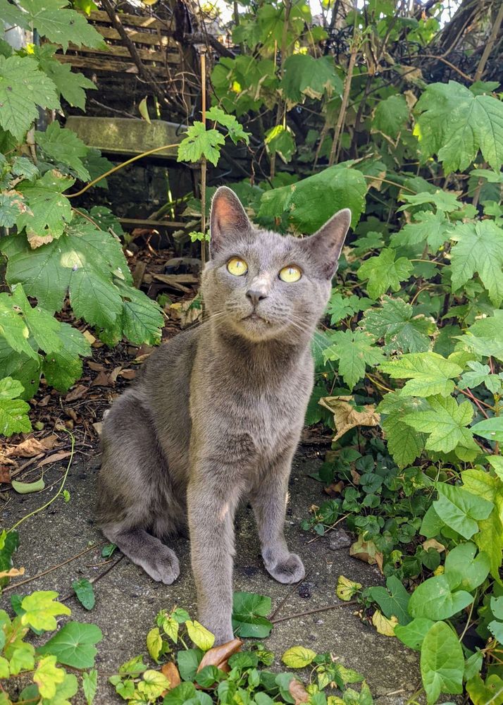 A very handsome grey cat with yellow eyes sitting in a garden surrounded by plants.
His name is Watson, and he's a very cool guy.