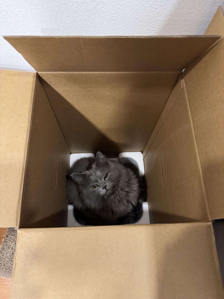 An angry fluffy little grey cat guy sitting in what is clearly his box.