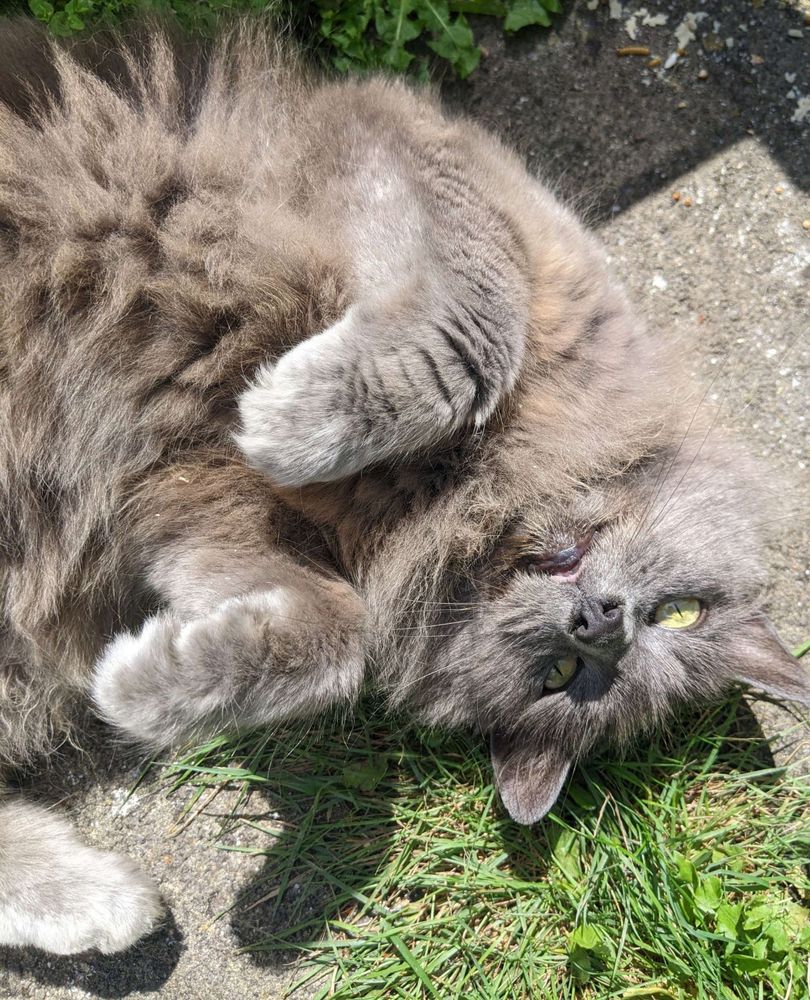 A fluffy grey cat named Totoro lying in a garden on some grassy paving stones. She has rolled on her back to expose her fluffy underbelly. 
It is not a trap. She genuinely loves a belly rub.