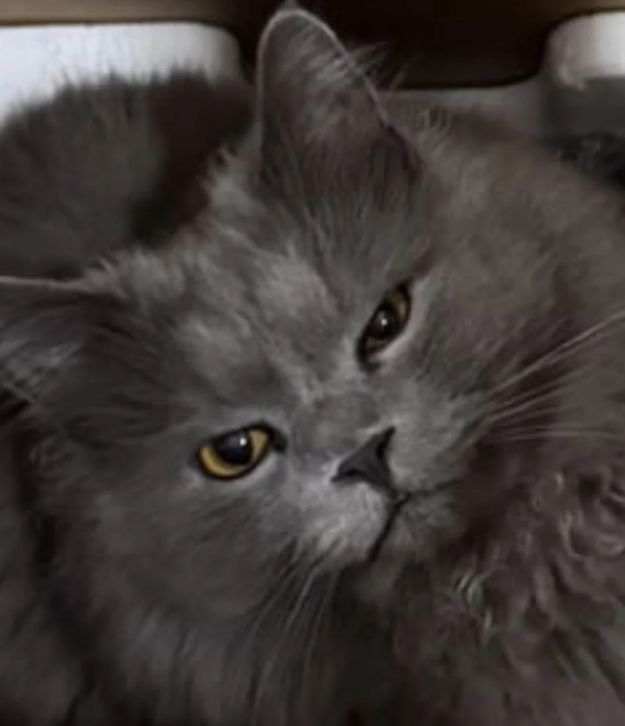 A close up of a fluffy grey cat sitting in a cardboard box. He looks both angry and smug and I love him.