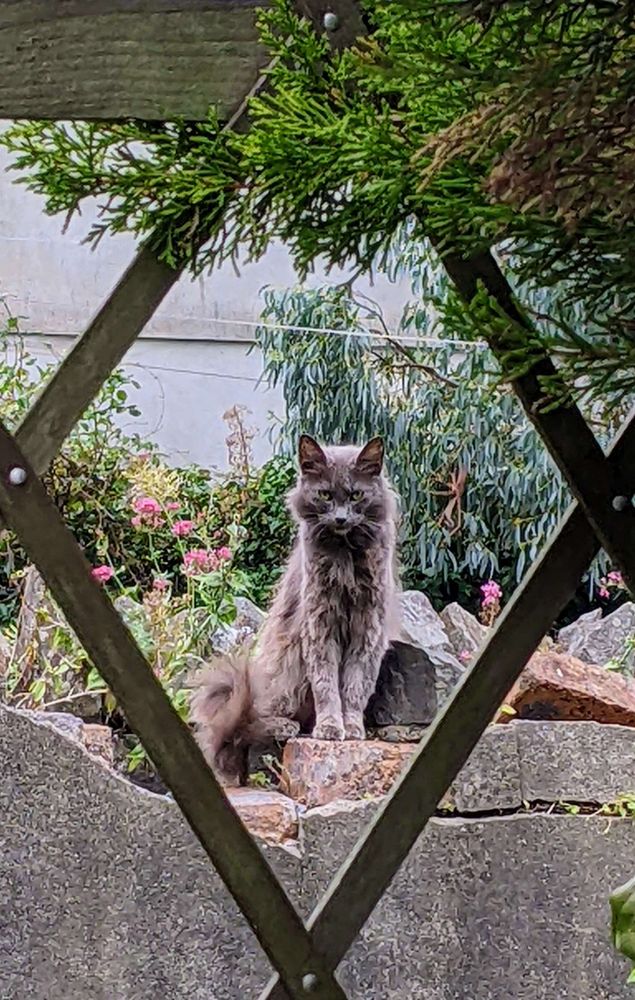 A small fluffy grey cat sitting on a garden wall, looking cool but slightly scary.