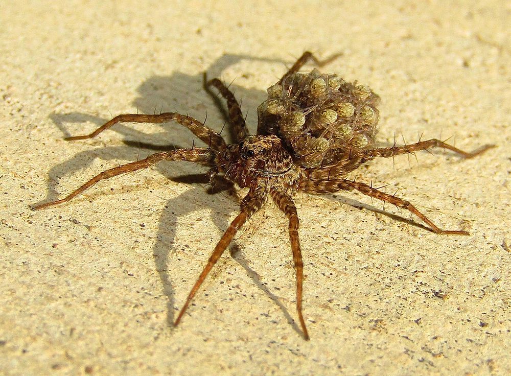 A mother wolf spider carries an egg sac until the spiderlings hatch. Once hatched, they climb onto her back and stay there for a few weeks while they develop. This image shows the tiny brown spiders riding on their mothers back. The mother is brown on a light tan sidewalk.