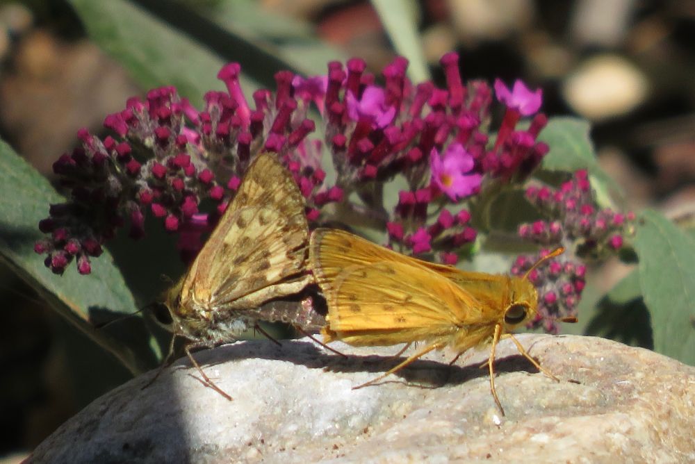 Small butterflies known as fiery skippers busy creating the next generation with a magenta pink buddleia (butterfly bush) as a backdrop. The guy is orange with light brown spots and the gal tan with spots also. 