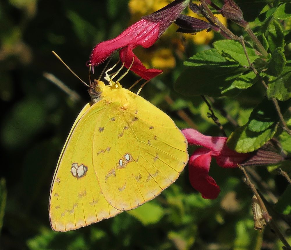 A bright yellow butterfly sips nectar from a red trumpet shaped flower during what appears to be a second spring due to uncharacteristic rain several weeks ago!
