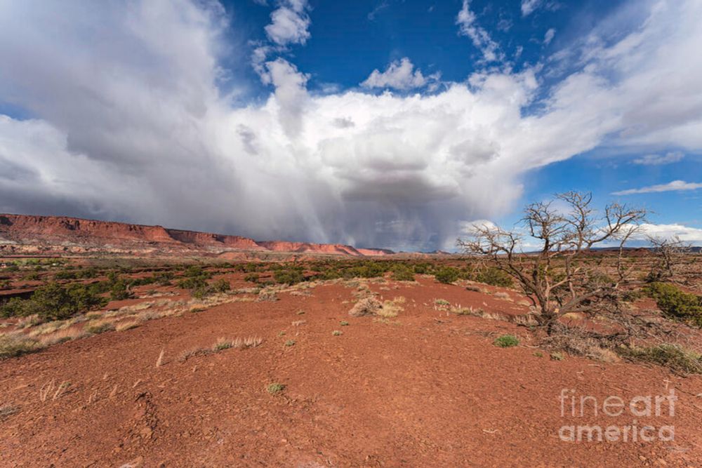 Brewing Storm Torrey Utah Dead Tree by Jennifer White