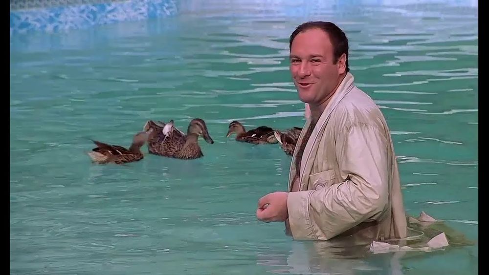 Tony Soprano in the pool with ducks.