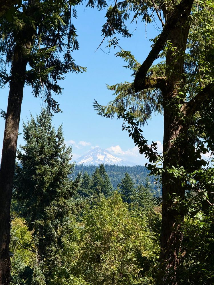 View of Mount Hood in the far distance between tall trees and forest. 