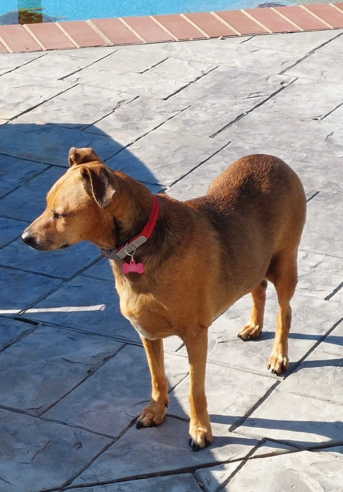 a medium (?) sized amber/ochre dog with small face and a long body standing in the sun looking pretty content