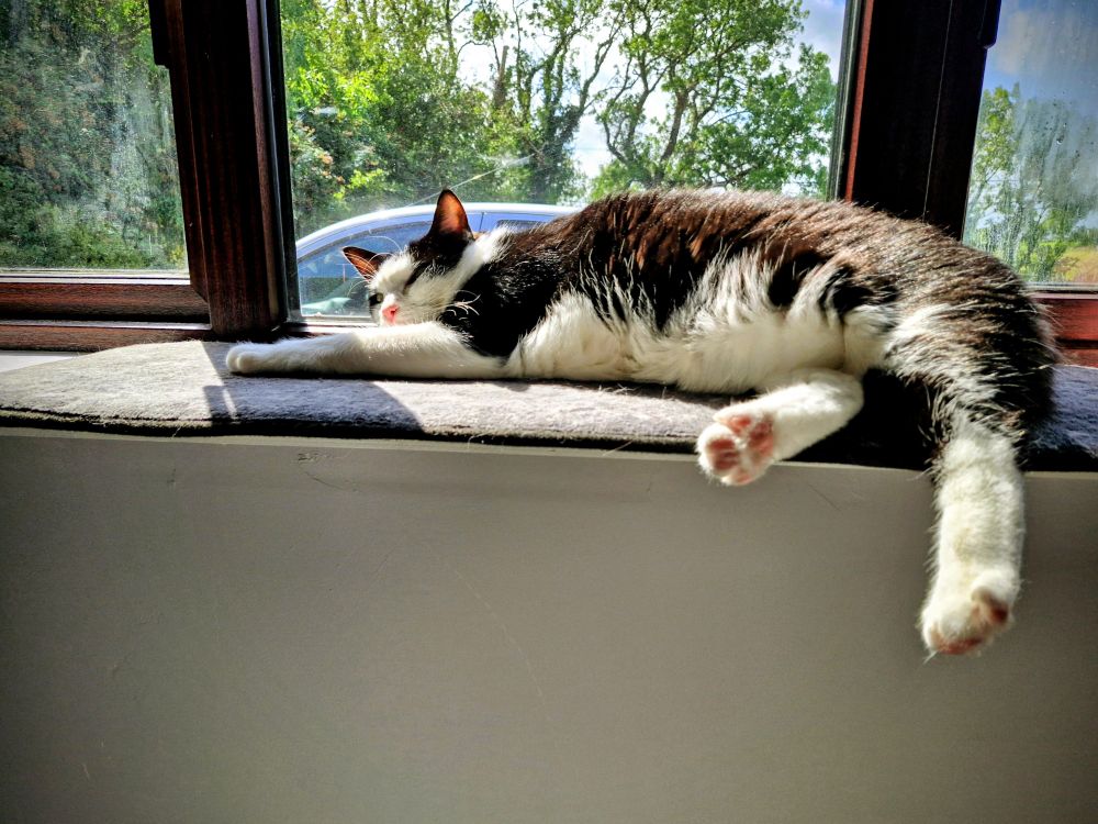 Dougie, the black and white three-legged none tail cat, is stretched out on one of his windowsill beds, enjoying the sun shining on him 