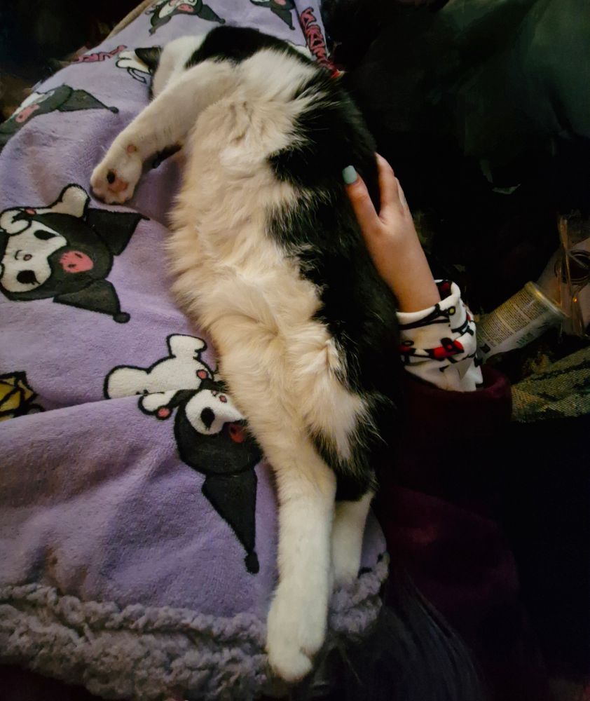 Dougie, the black and white three-legged none tail cat, is absolutely fast asleep on his Mummy's lap. His face is squished into her leg, and his belly is so fluffy and white. He's so adorable. 