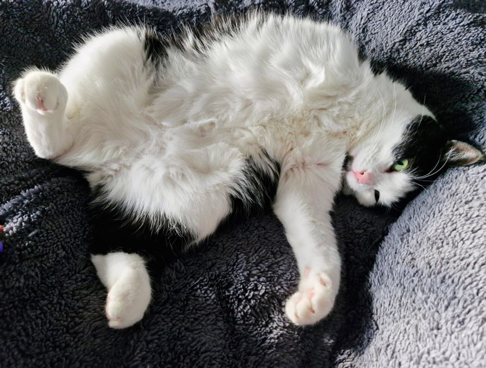 Dougie, the black and white three-legged none tail cat, us relaxing on his back, waiting for belly rubs on his beautiful fluffy belly 