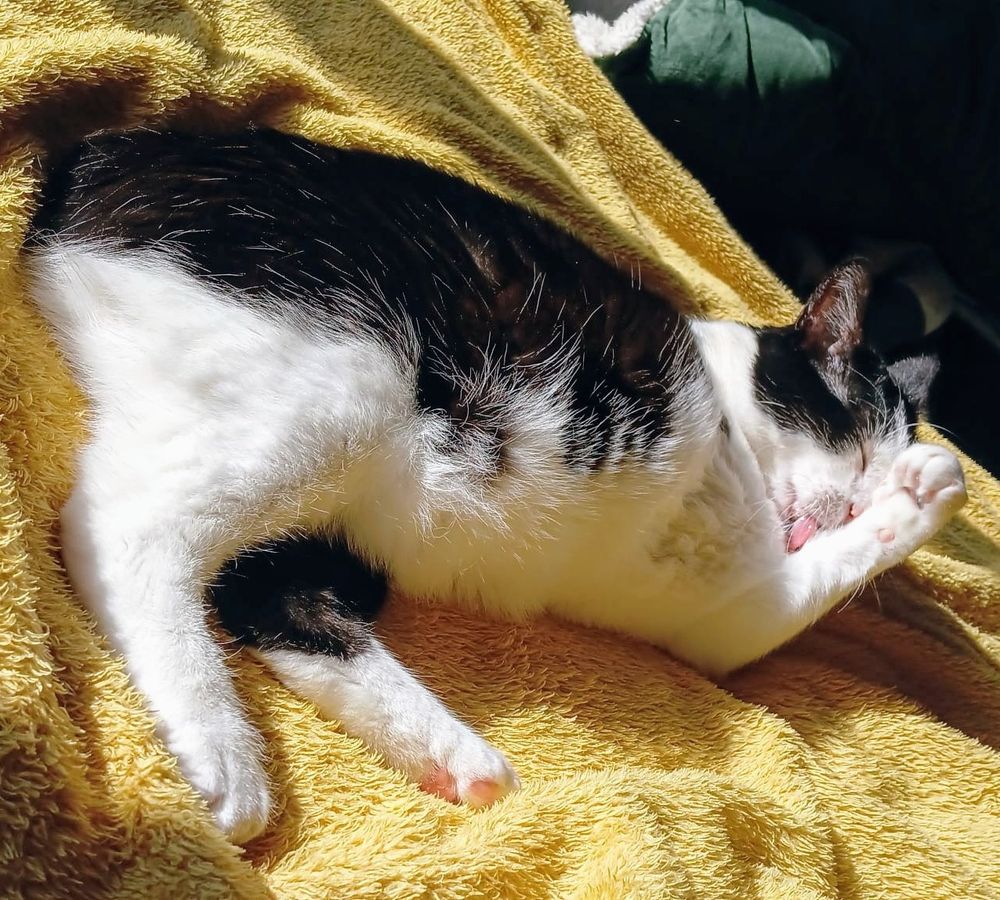Dougie, the black and white three-legged none tail cat, is enjoying a sleepy Saturday in a warm sun beam on his yellow blanket on the big bed. 