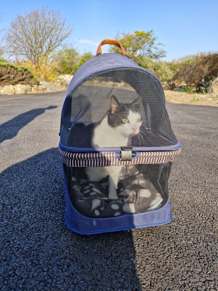 Dougie, the black and white three-legged none tail cat, is standing up inside his mesh carrier. He's sniffing the lovely air at his cat hotel where he'll be staying the night. The sun is shining on his happy little face.