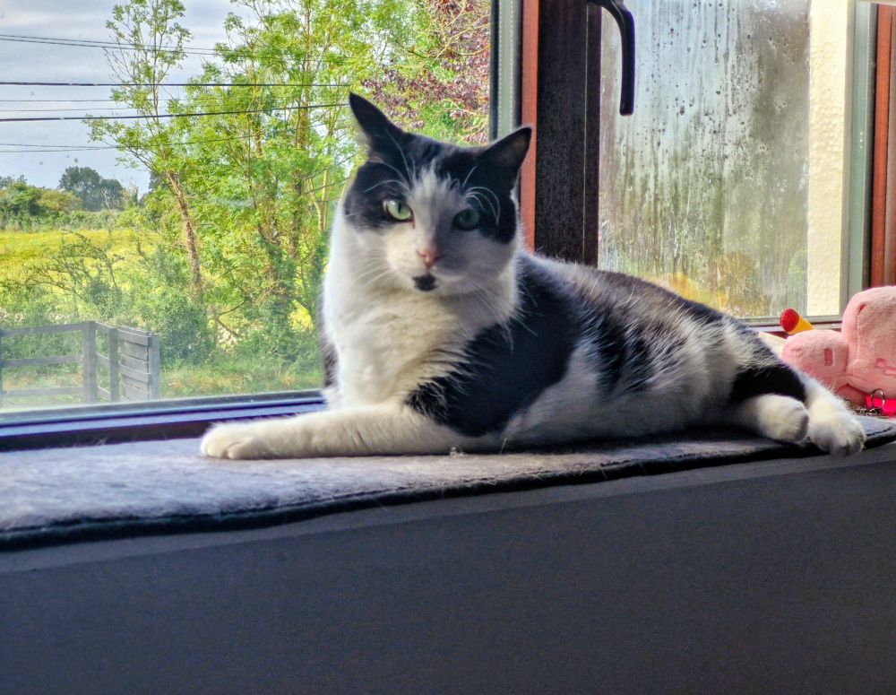 Dougie, the black and white three-legged none tail cat, is stretched out majestically on one of his windowsill beds. The sun is shining on his face and there are trees and lovely fields outside the window behind him.