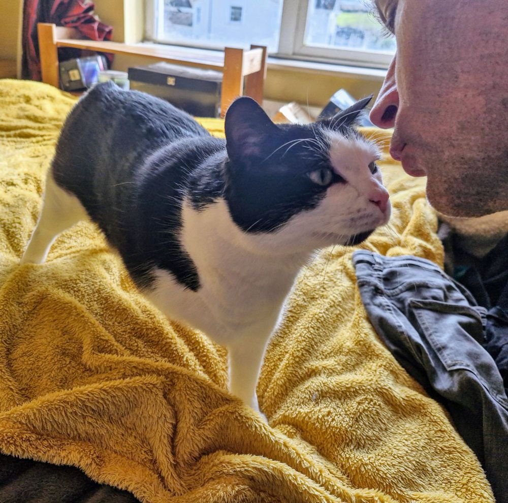 Dougie, the black and white three-legged none tail cat, is standing on the big bed. His daddy's face is just within the shot, and Dougie is approaching him for a lovely little kissy.