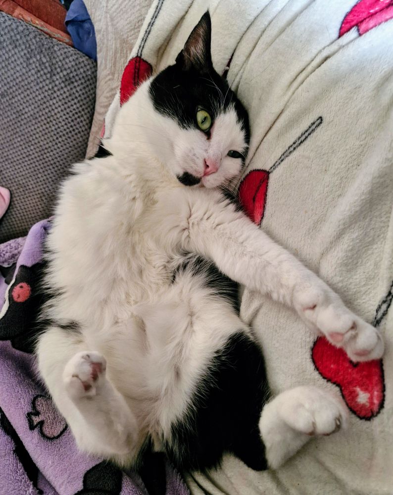 Dougie, the black and white three-legged none tail cat, is relaxing on the couch, waiting patiently for belly kisses 