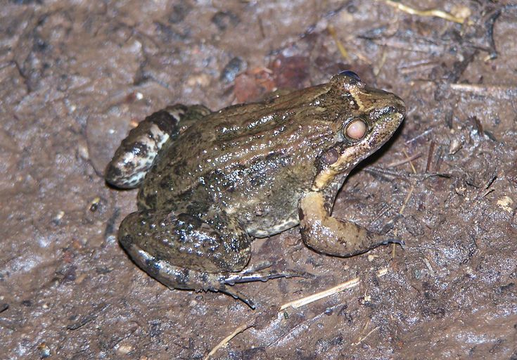Leptodactylus melanonotus (alt text from Wikimedia)