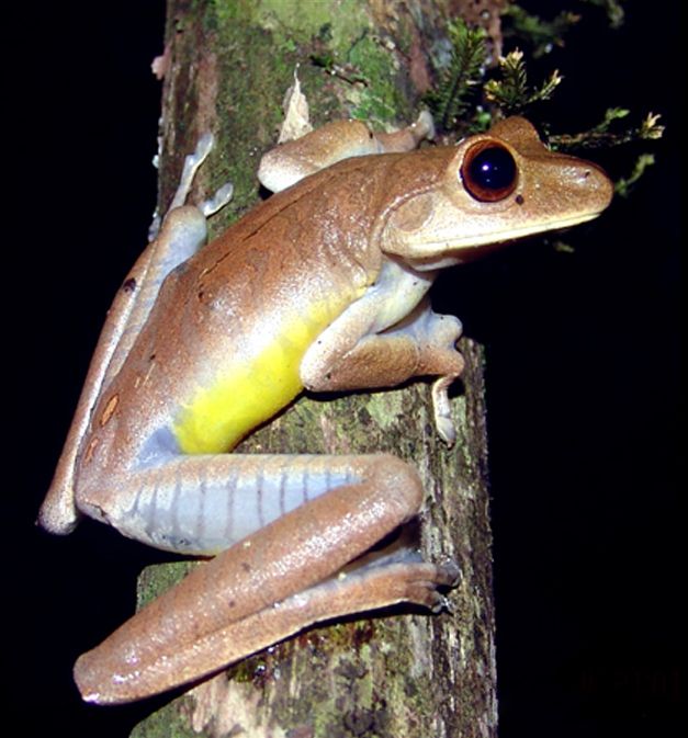 Hypsiboas faber (alt text from Wikimedia)