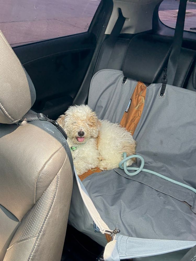 Fluffy dog sitting in backseat of a car, hair covering her eyes
