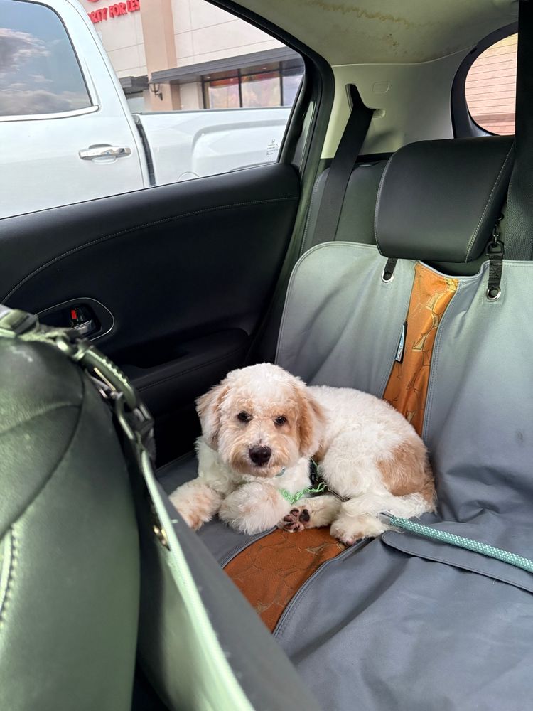 Dog sitting in backseat of a car, fluffy but just got a haircut and is looking at the camera 