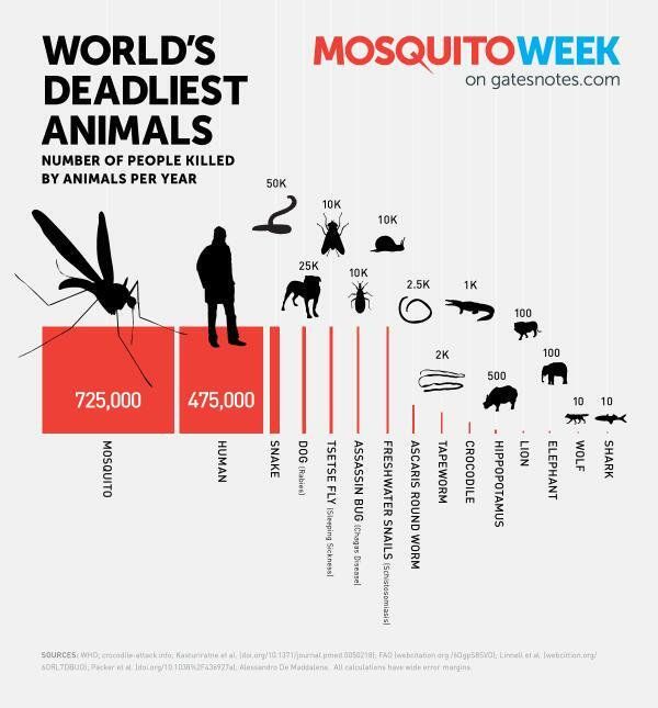 This graphic, created for Bill Gates' website, shows that diseases transmitted by mosquitoes are responsible for vastly more human deaths than other animals. While sharks inspire fear in many, they kill few people.