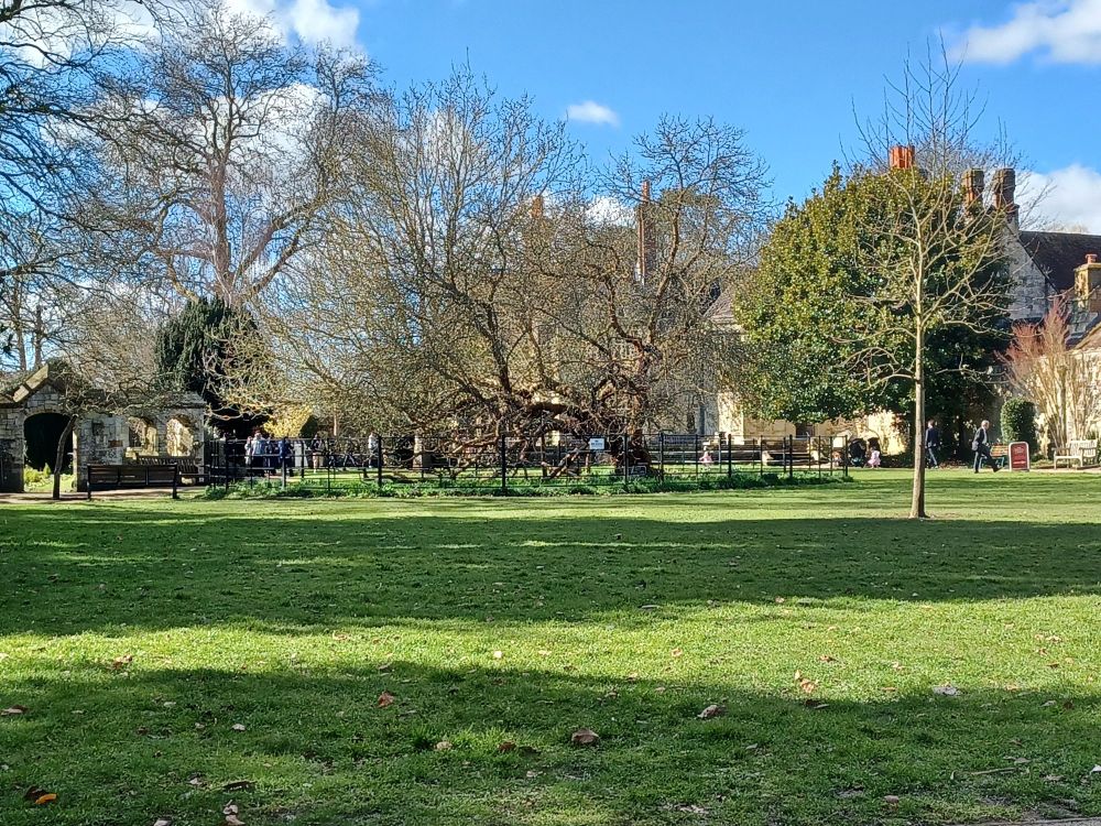 View of a green space in the sun. There is a large tree, leaning on one side with a low black fence round it.