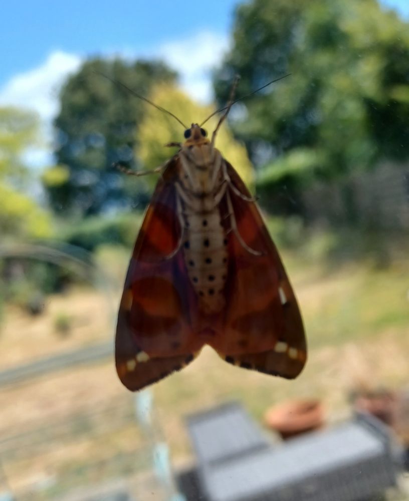 Close up of the underside of a moth. Moth wings have broad orange and brown stripes. Background, blurry garden.