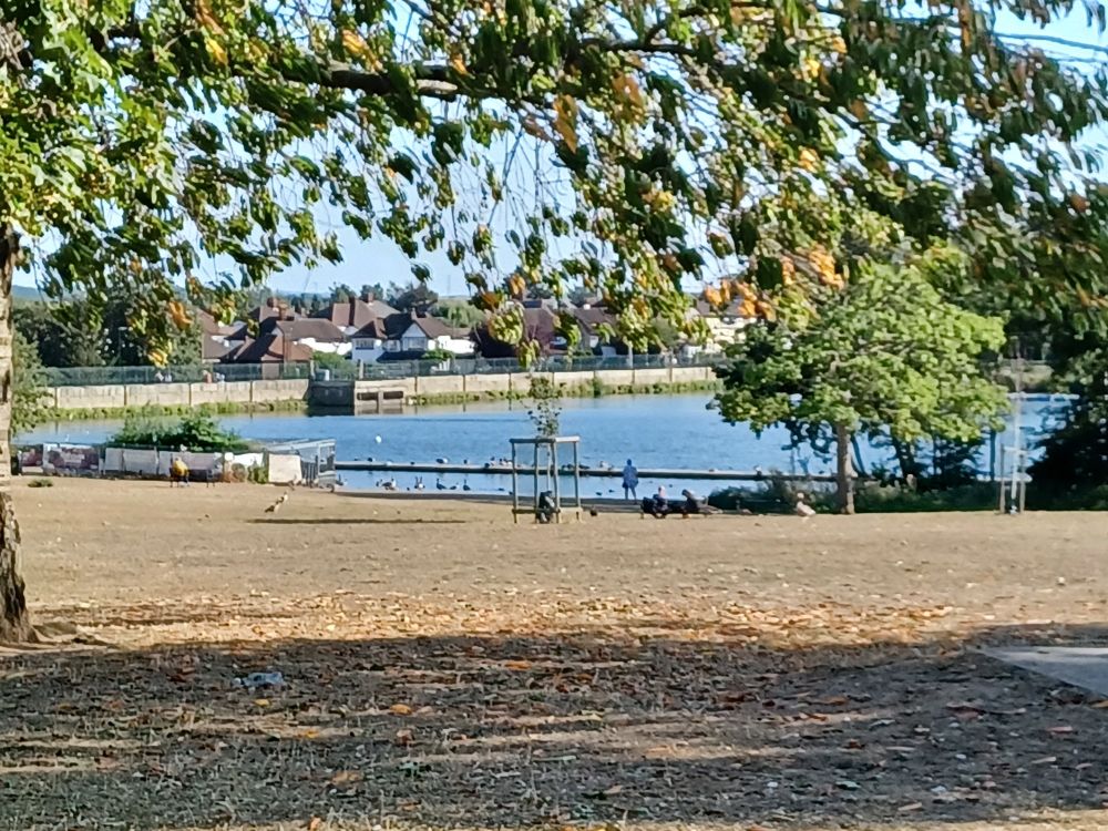 Foreground of grass. A lake in the background with various geese wandering around. Overhanging branches from trees just out of shot at the top of the frame.