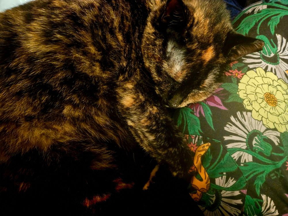 A tortoiseshell cat curled up on my leg, which is wearing a floral print pair of pajama pants.