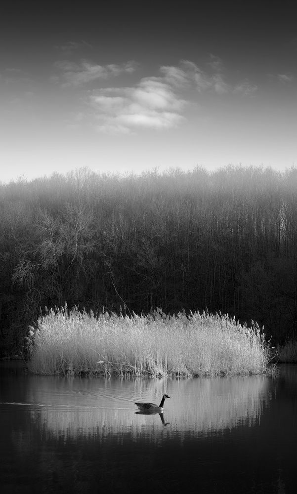 Eng : Black and white photo of a lake. In the middle of the image, a goose passes in front of an island covered with white rushes, all aligned with a white cloud in the sky.

Fr :  Photo en noir et blanc d'un lac. Au milieu de l'image une oie passe devant une ile recouverte de joncs blancs, le tout s'aligne avec un nuage blanc dans le ciel.