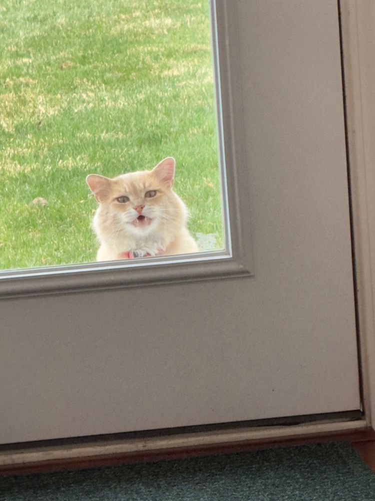 A ginger cat peering through a window in a door.