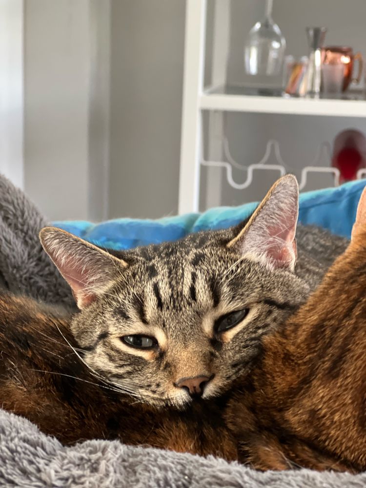 Lazy tabby sleeping on bengal cat. 