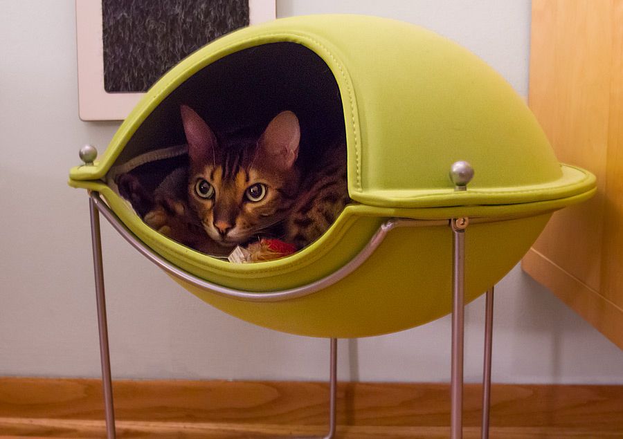 Bengal cat in a cat pod.